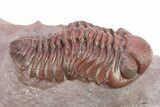 Red Austerops Trilobite - Hmar Laghdad, Morocco #282814-2